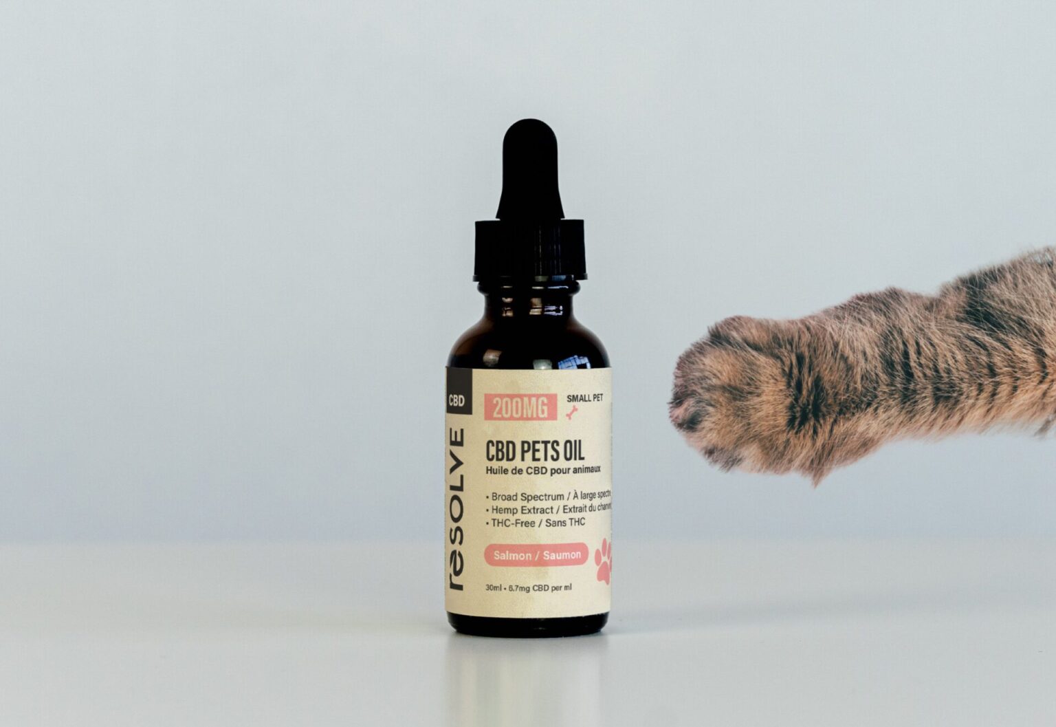 Exploring the Massive World of Yoga for Dogs with CBD
