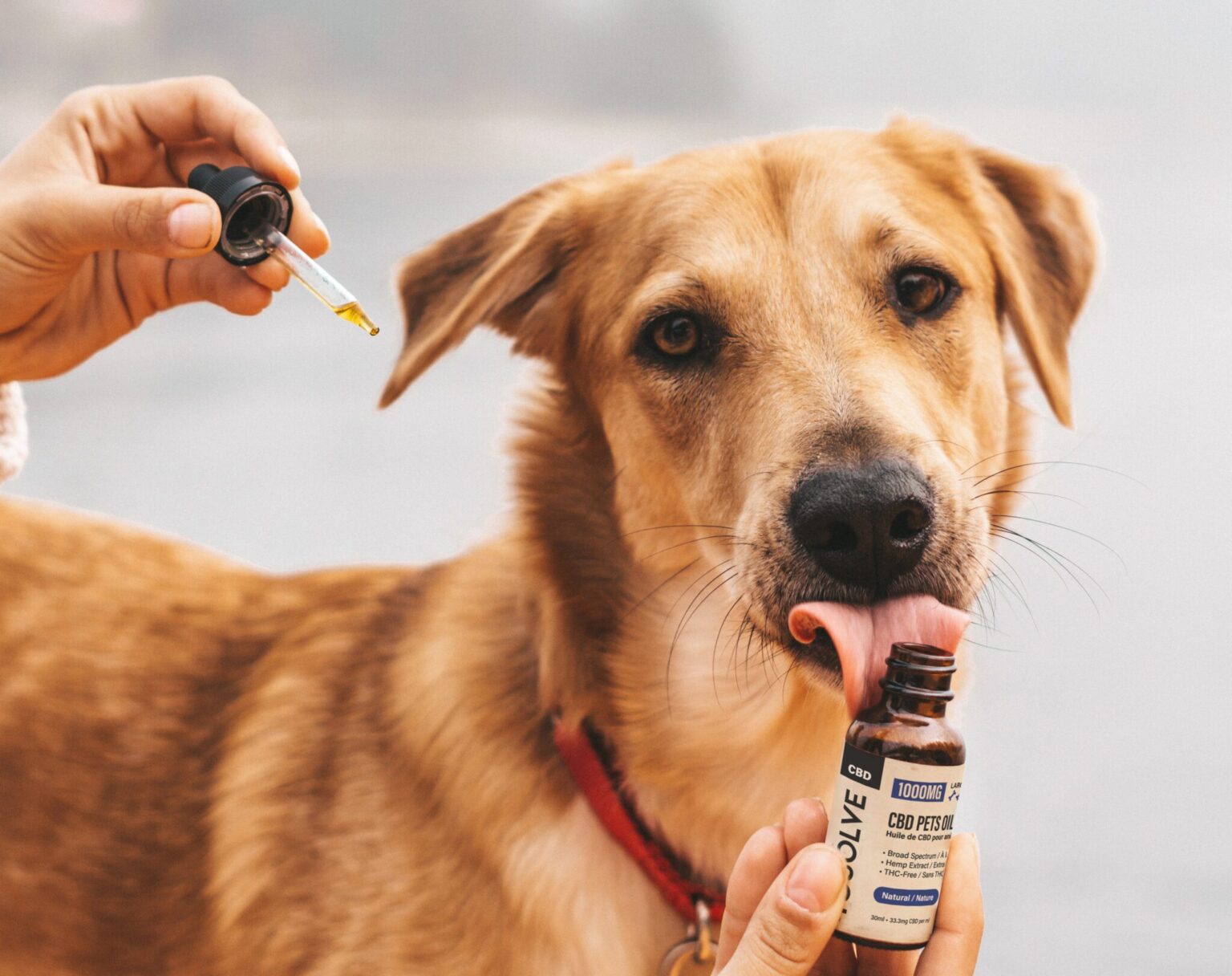 New Fitness Boost: Dog Ownership and CBD For Dogs Canada