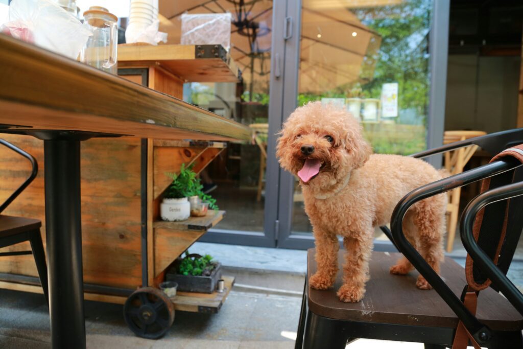 Ottawa's Ultimate Pet-friendly Destinations: Embrace the Love of Adventure