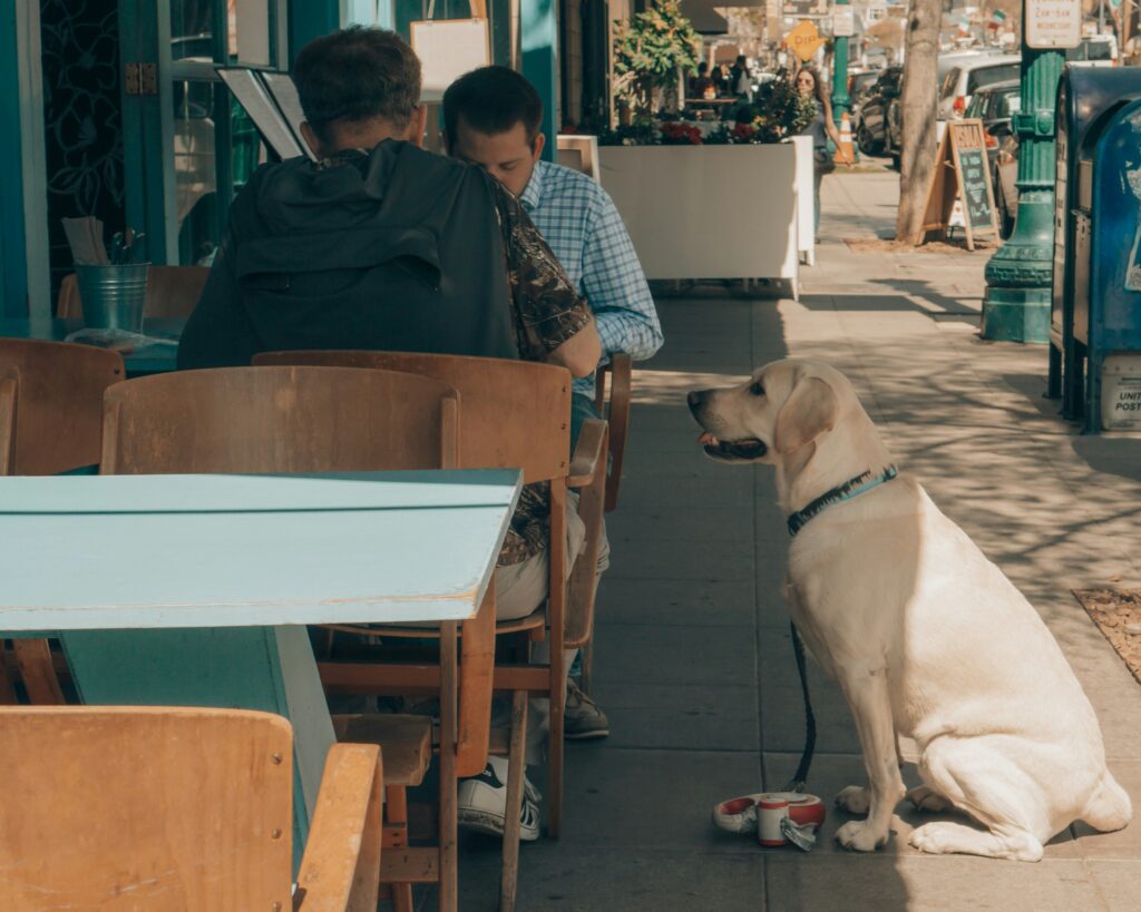 Montreal's Pet-Friendly Gems: Your Ultimate Guide to Adventure
