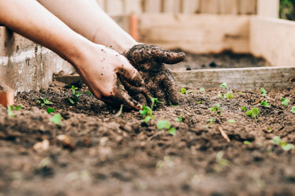 CBD and Gardening: Innovative Ways to Boost Plant Growth